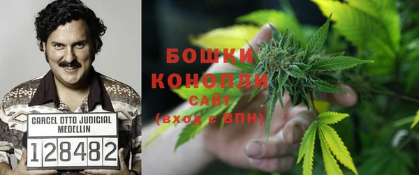 прущие грибы Аркадак